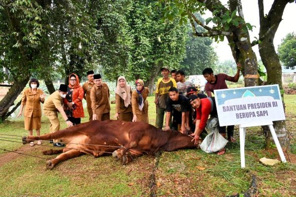 ASN Pemprov Sumut Sembelih 144 Ekor Sapi Kurban, Sekdaprov Afifi Lubis: Saling Berbagi kepada Masyarakat